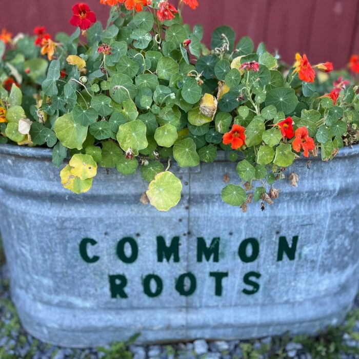 Common Roots Planter with flowers